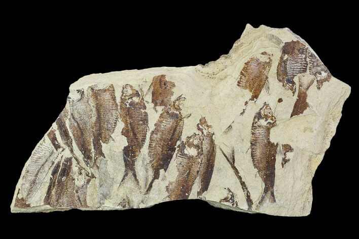 Fossil Fish (Gosiutichthys) Mortality Plate - Lake Gosiute #105412